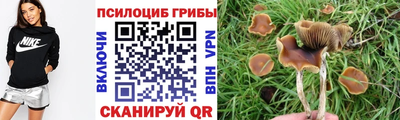 Галлюциногенные грибы Psilocybe  omg ссылка  Шацк 